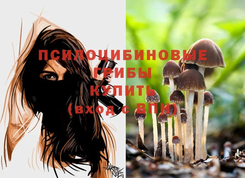 сколько стоит  Гдов  Псилоцибиновые грибы Psilocybine cubensis 